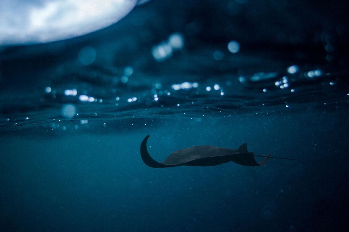 Manta Ray, Madagascar