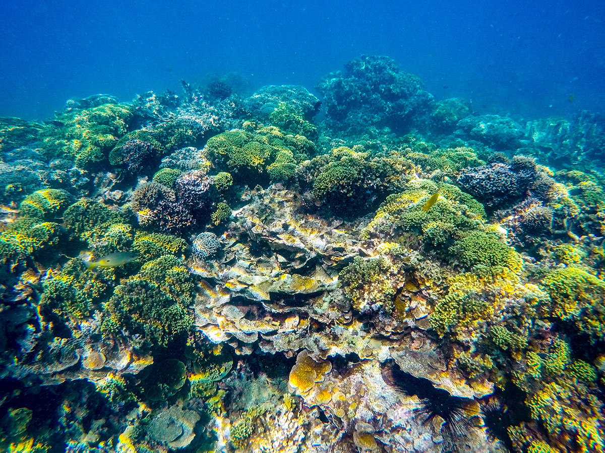 Komba Reef, Madagascar 