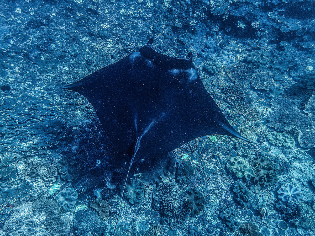 Manta Ray Dorsal Side