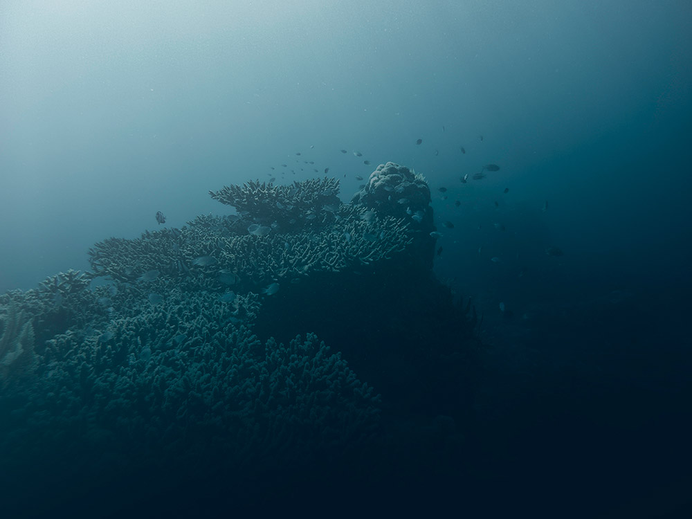 Galaxia Reef - Nosy Komba, Madagascar