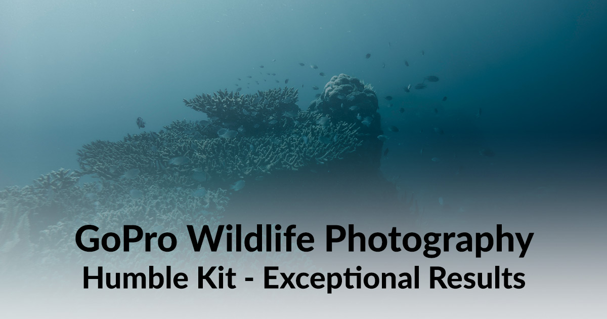 GoPro Wildlife and Travel Photography | What I take in my kit bag, and how I use it