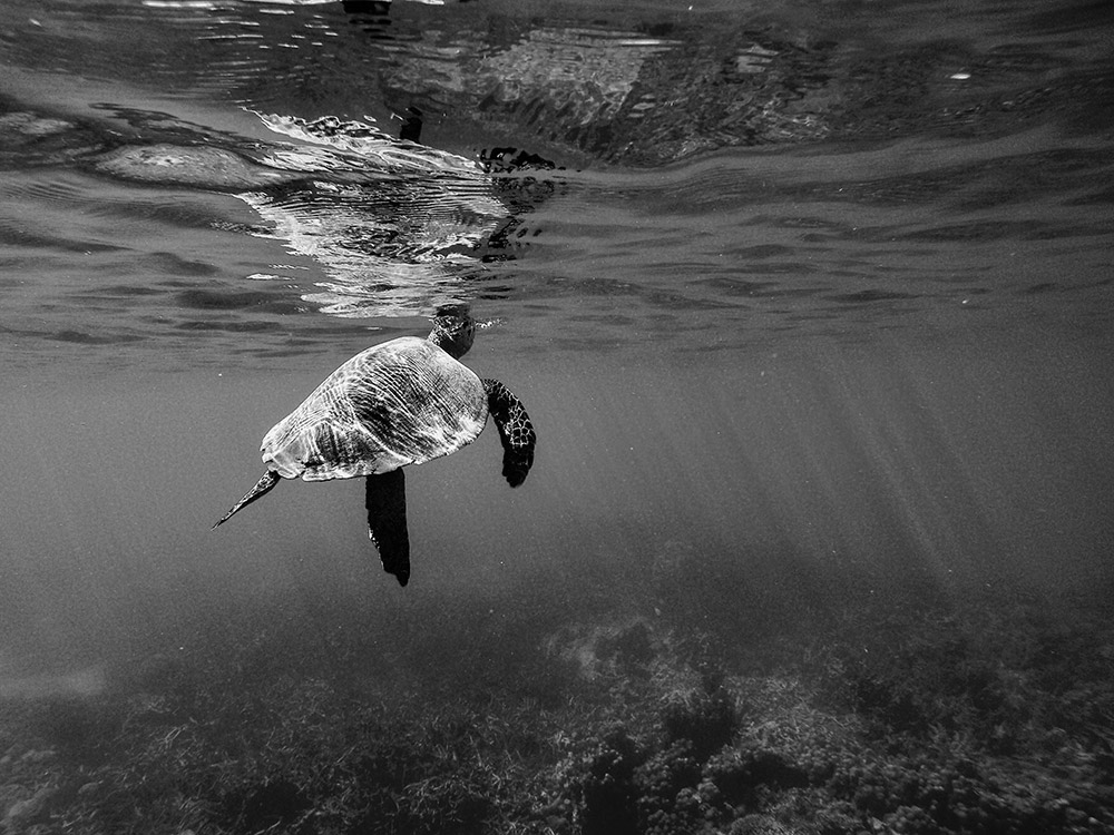 Sea Turtle Nosy Komba Madagascar