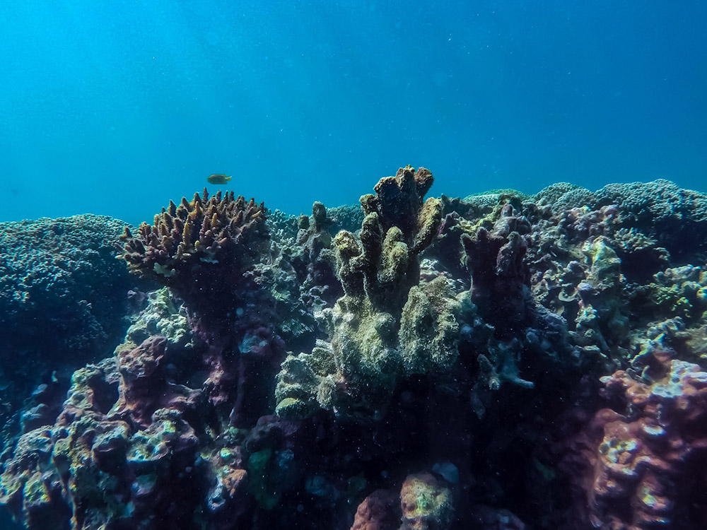 Coral Reef - Nosy Tanikely, Madagascar