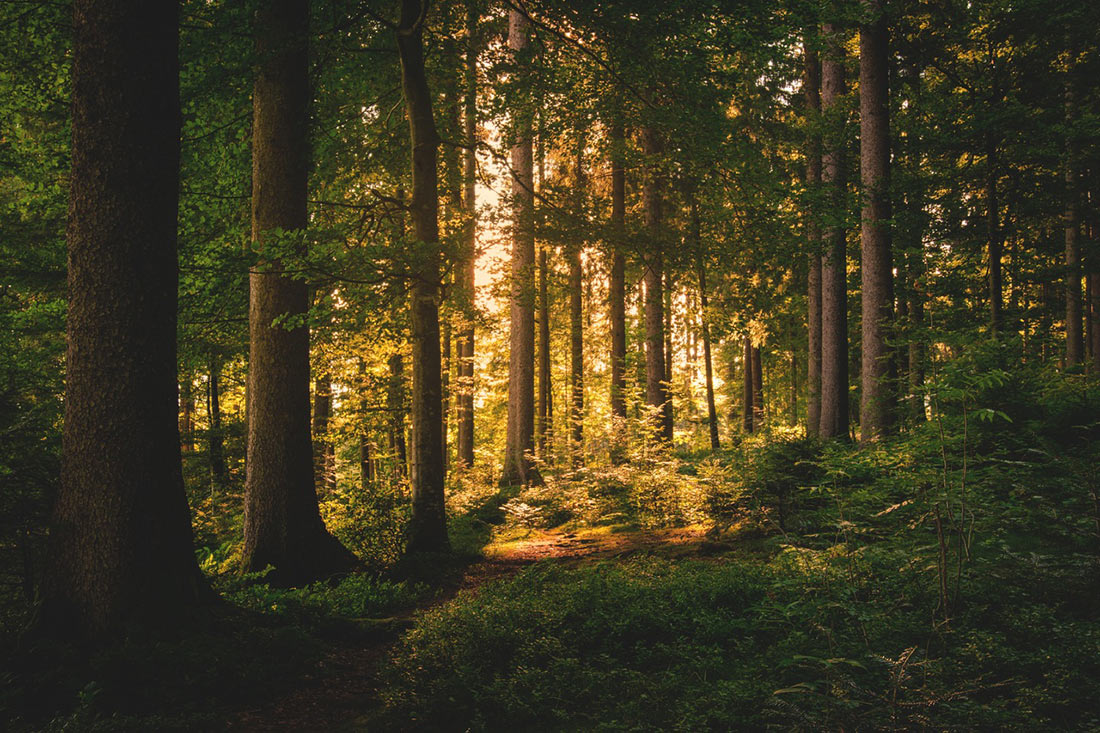 golden-light-forest-photo