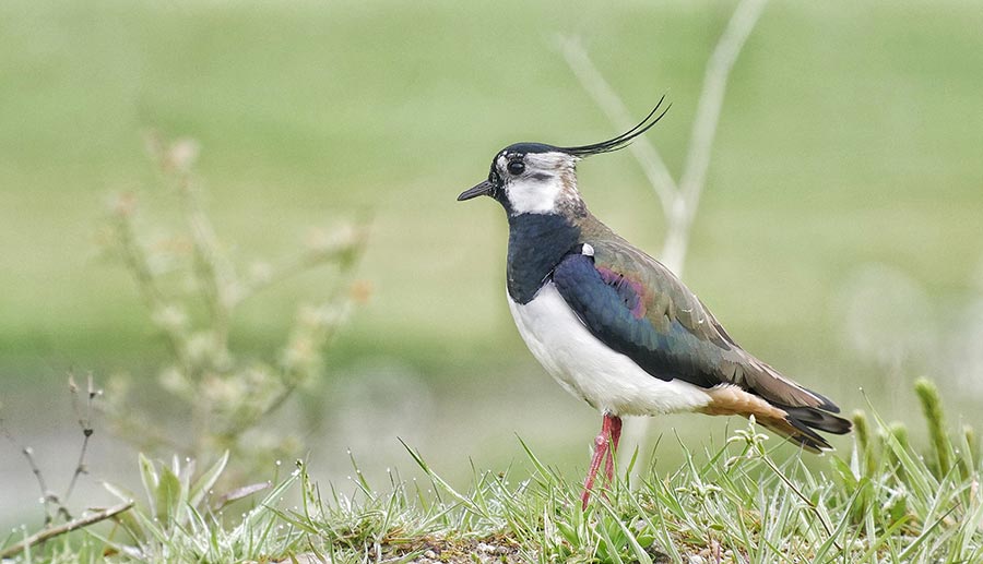 a lapwing bird stood in a field of grass 
