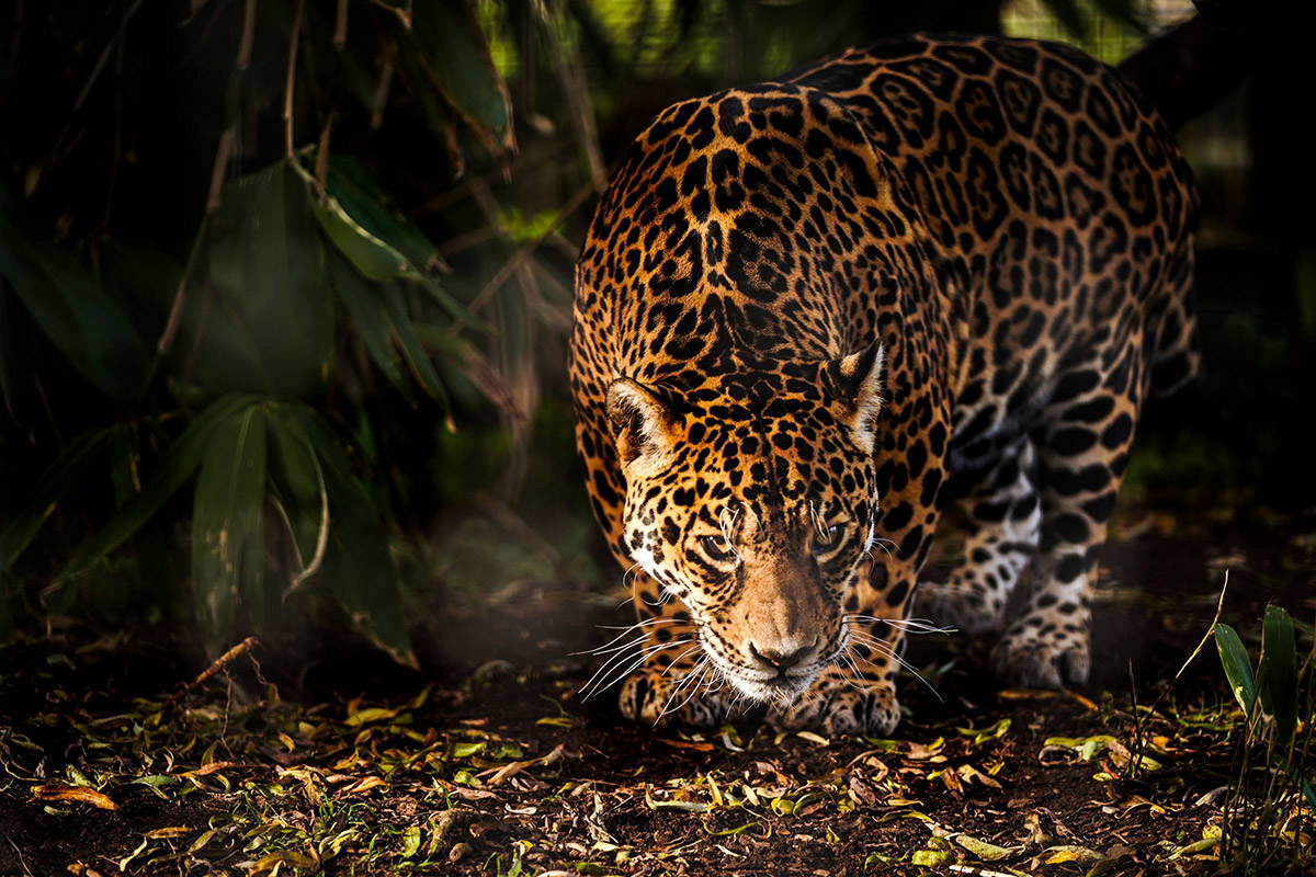 Jaguar photo shot on Sony Alpha A9 at Cat Survival Trust