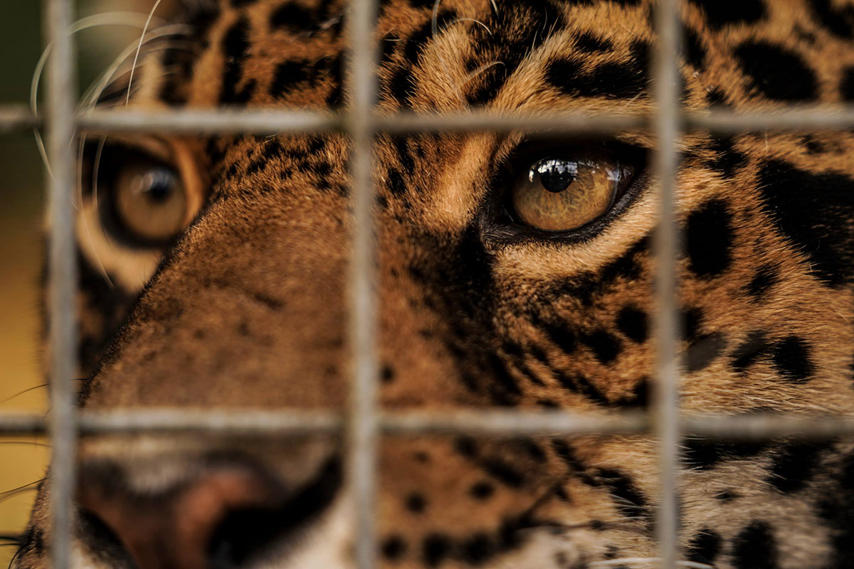 Jaguar eyes in cage