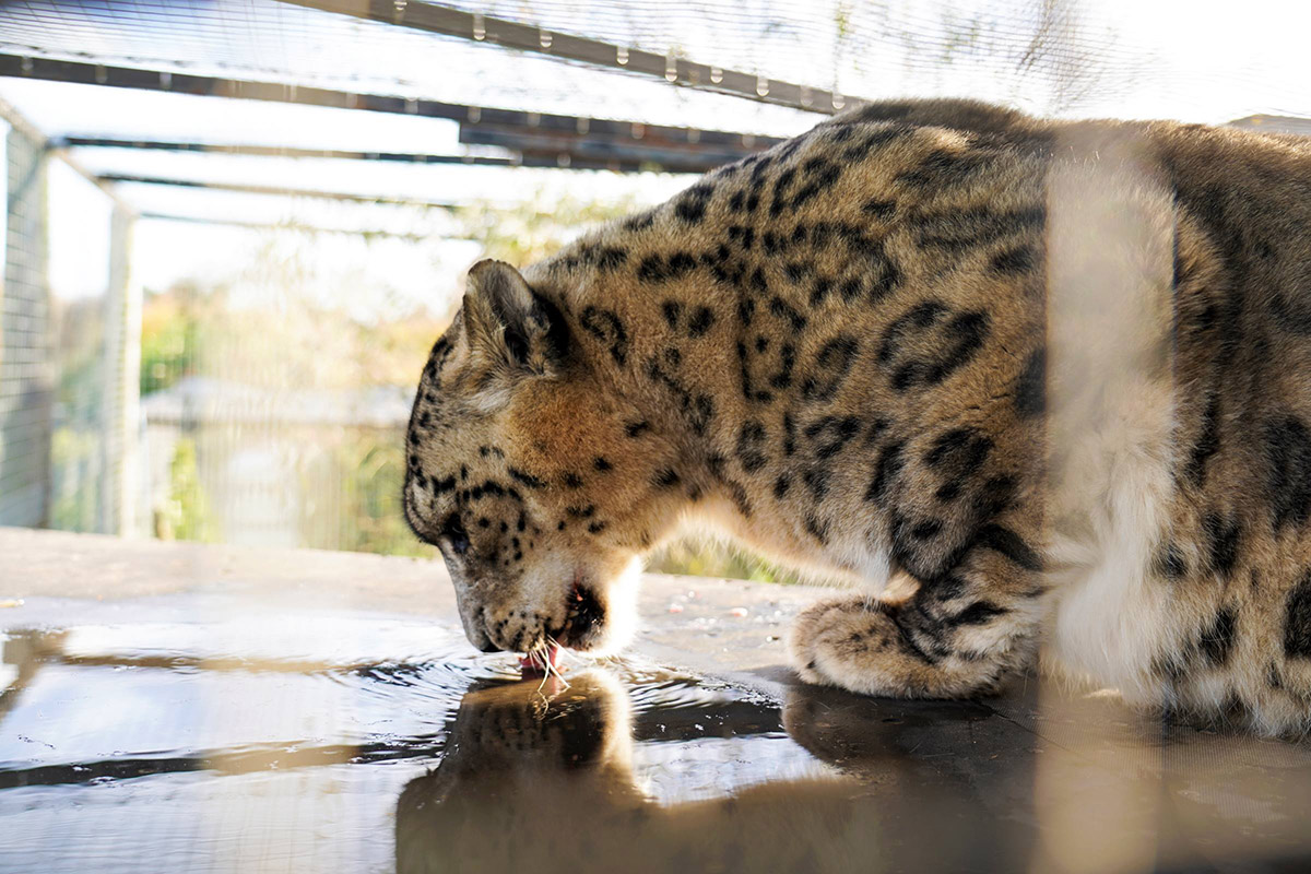 Snow Leopard photographed on Sony RX10 IV