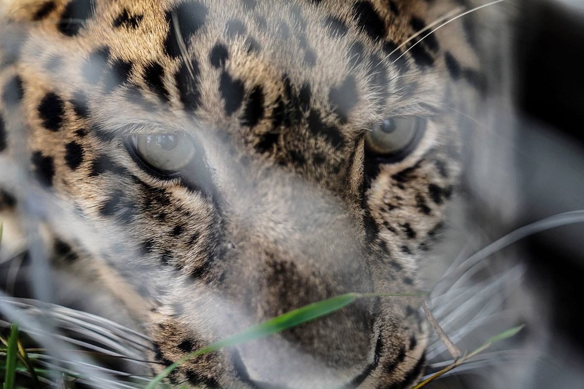 Jaguar shot on `sony RX10 IV