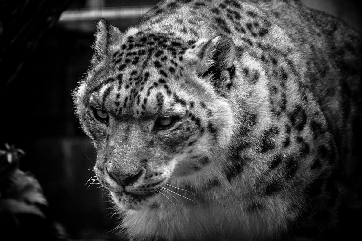Snow Leopard photographed on Sony RX10 IV