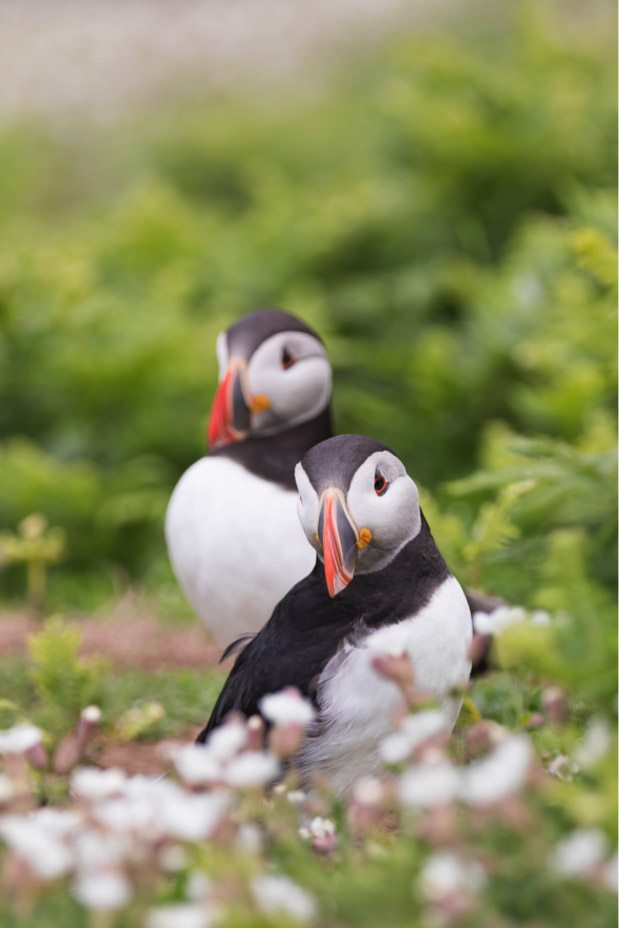 two_puffins_on_skomer_island