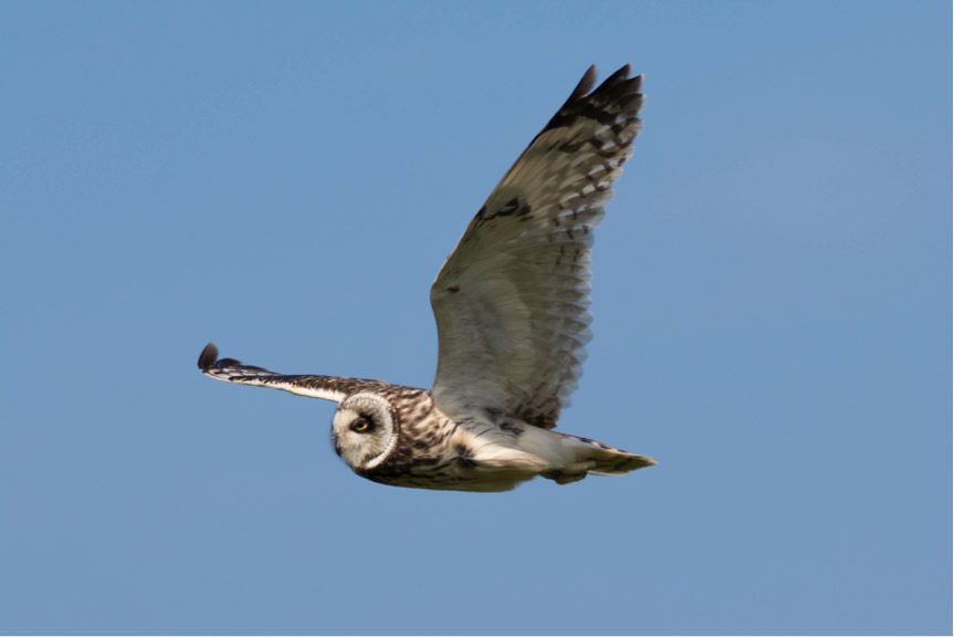 short_eared_owl_in_flight