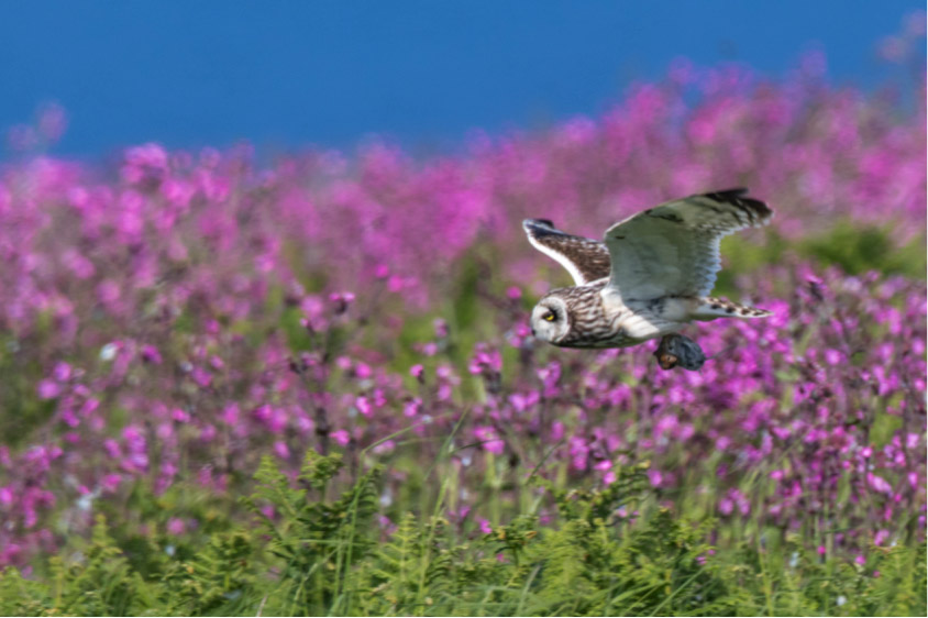 short-eared_owl_skomer_island