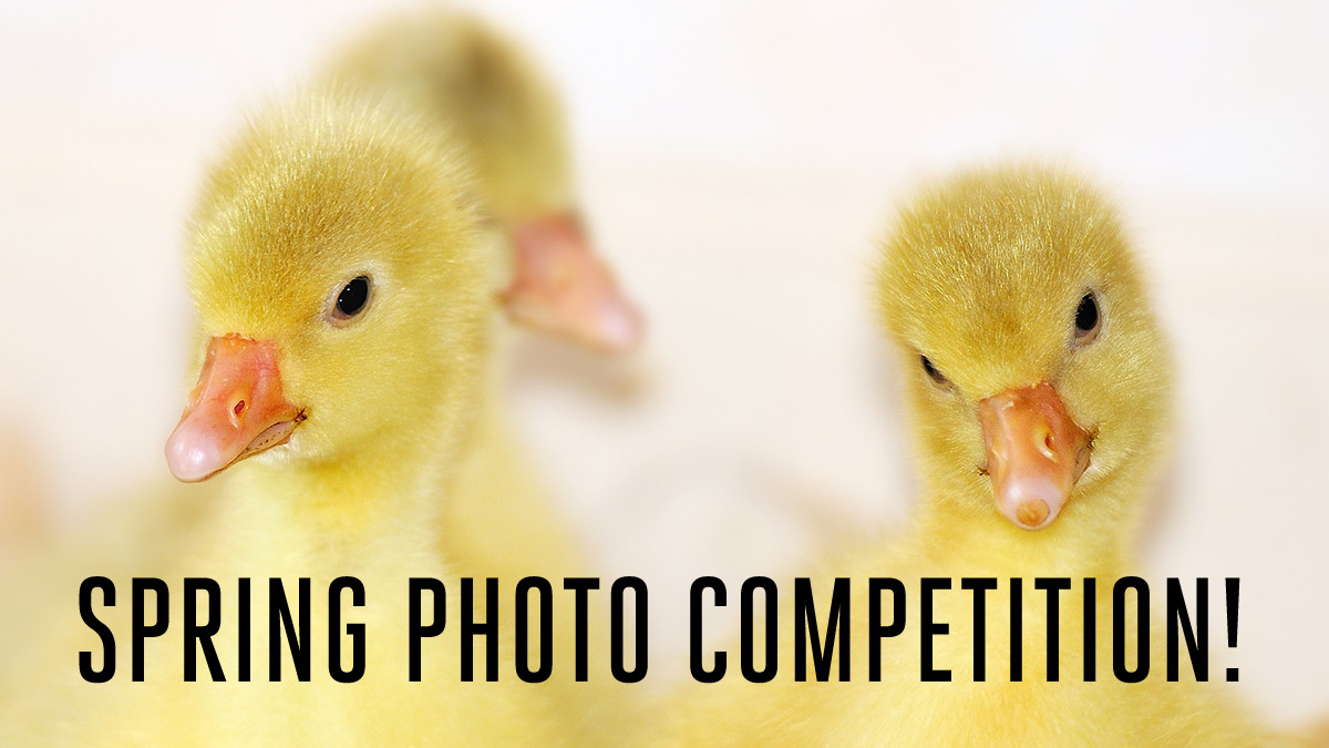 Spring into Photography Competition! - #cliftonspringphotocomp