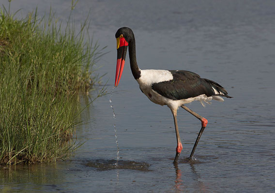 Sue Flood - Zambia