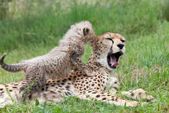 Sue Flood - Chester Zoo