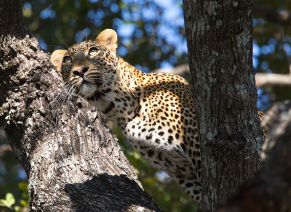 Sue Flood - Zambia Wildlife