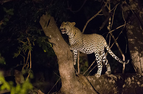 Sue Flood - South Luangwa Valley