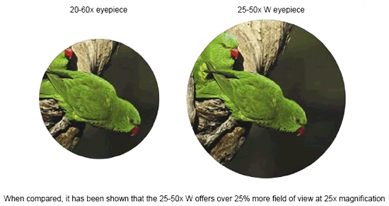 Swarovski 25-50x eyepiece