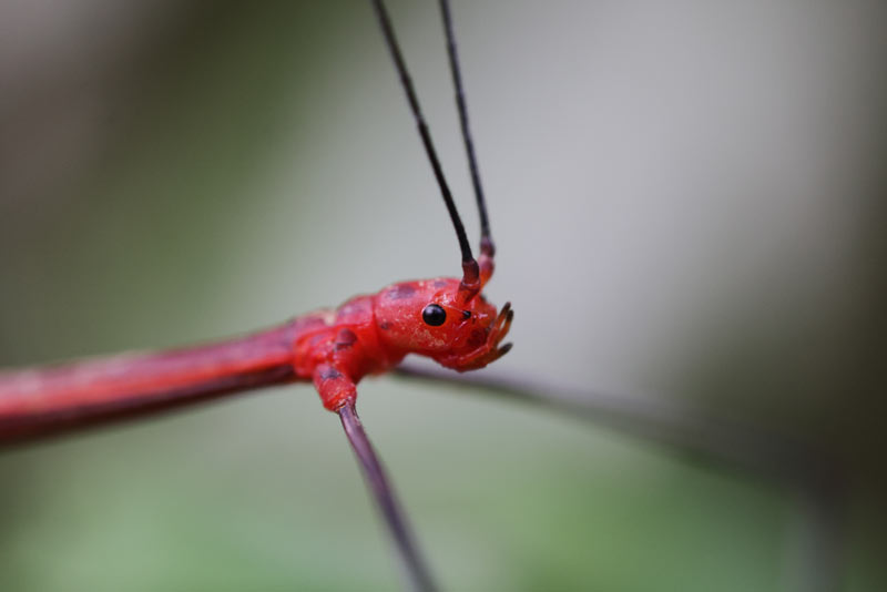 1.4x Magnification on the Canon RF 100mm F2.8L MACROS IS USM Lens