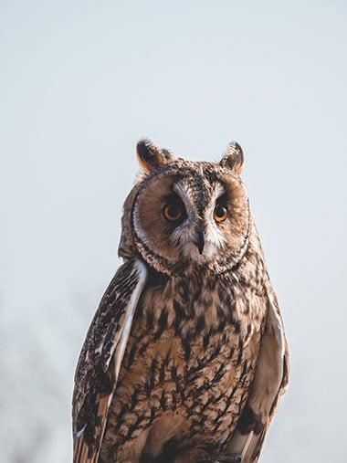 Sample image from the International Centre for Birds of Prey in Gloucestershire