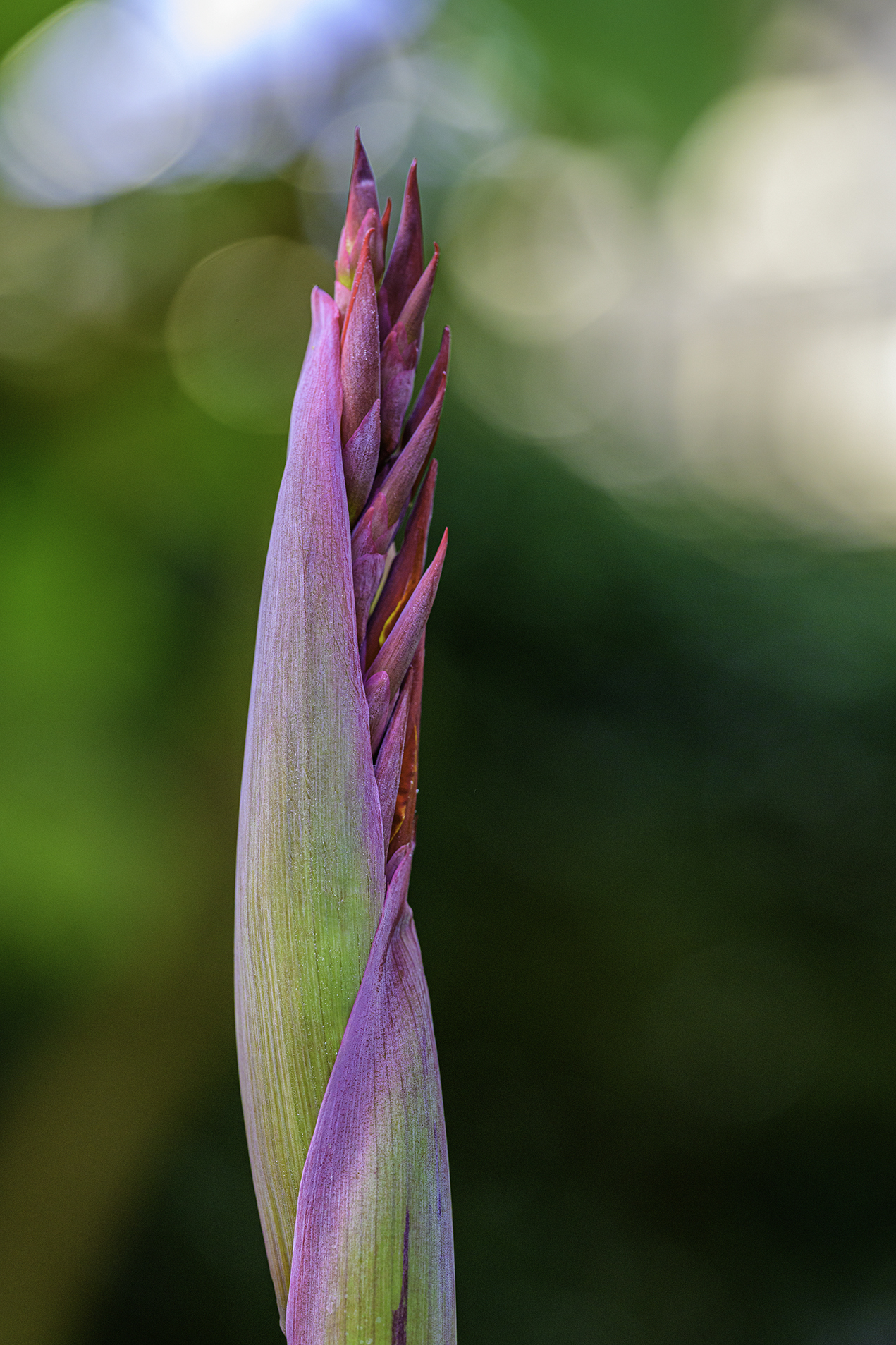 Plant unfurling taken on a NIKKOR Z MC 105mm f2.8 VR S Lens