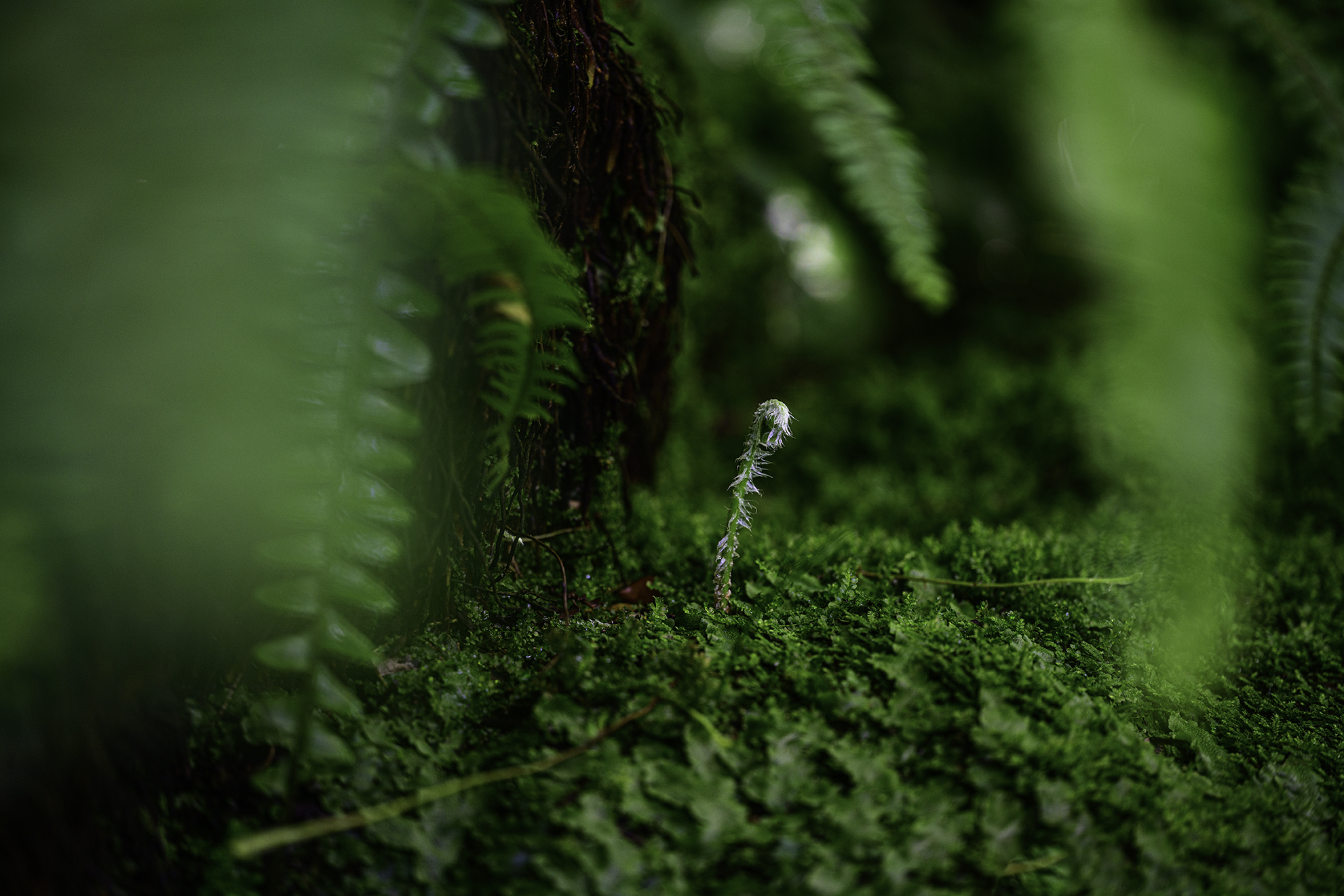 Fern unfurling taken on a NIKKOR Z MC 105mm f2.8 VR S Lens