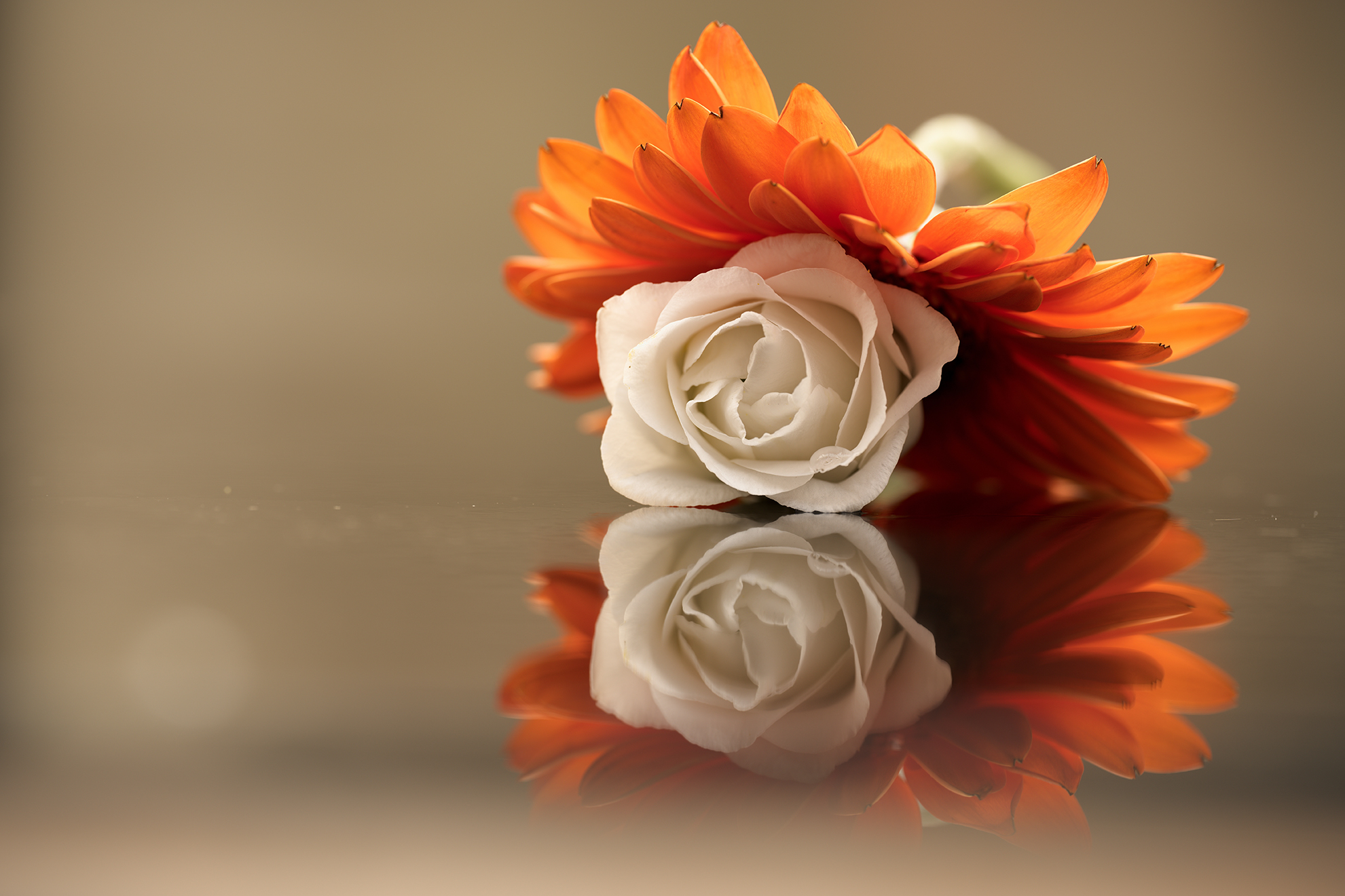 Flower resting on water with reflection taken on NIKKOR Z MC 105mm f2.8 VR S Lens