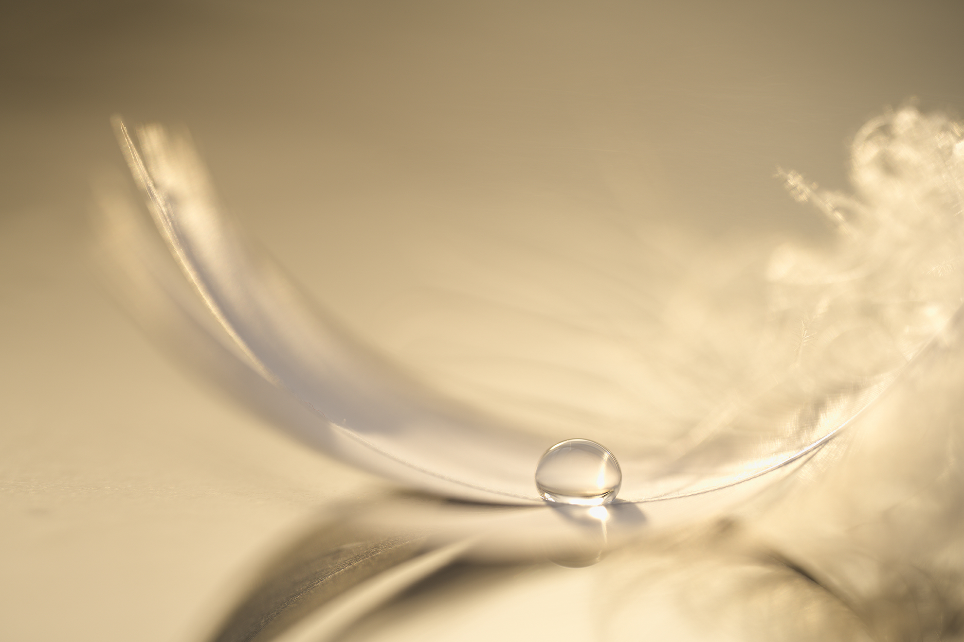 Feather balancing on water taken on a NIKKOR Z MC 105mm f2.8 VR S Lens