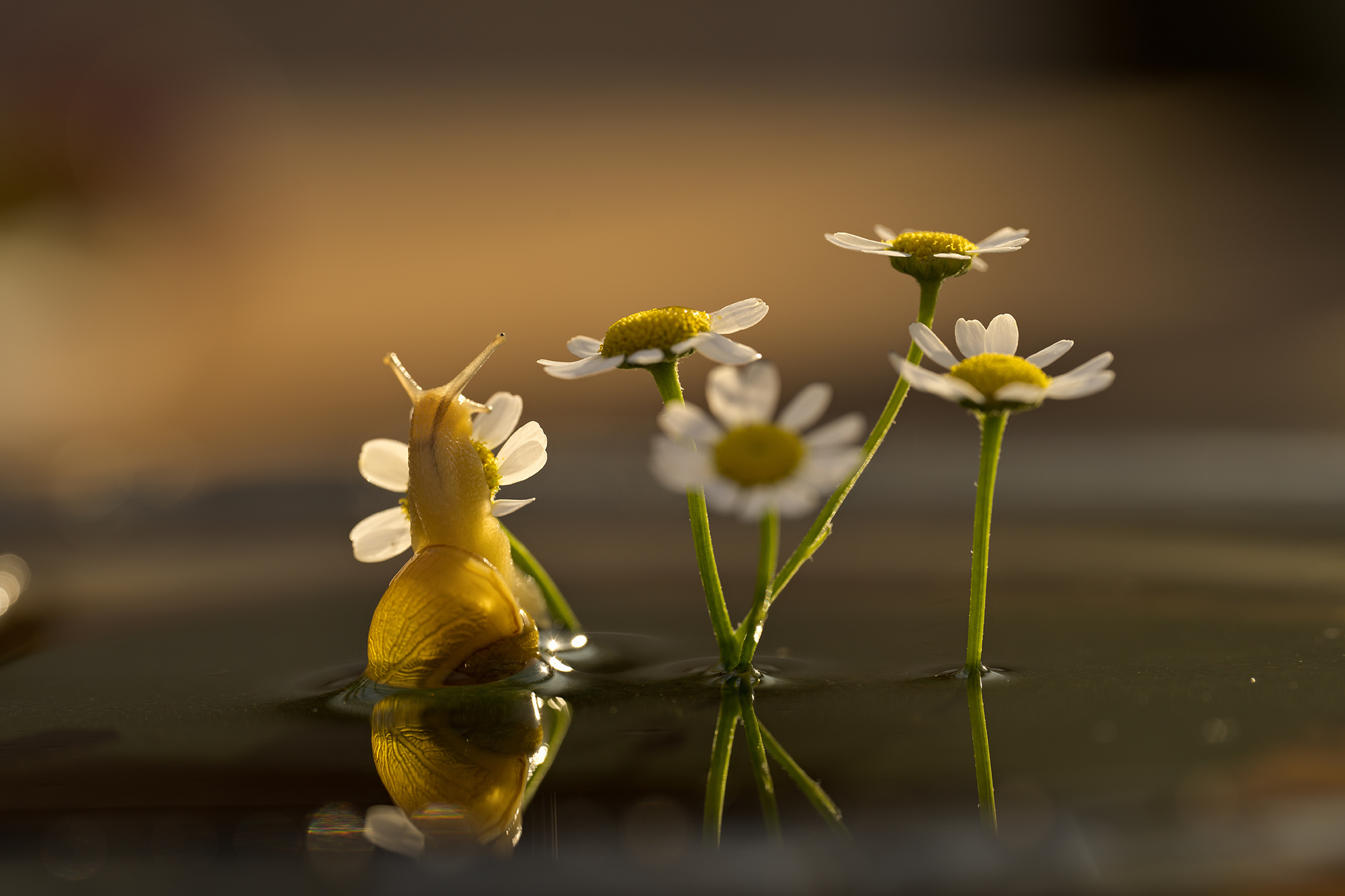 Snail climbing flowers in water taken on a NIKKOR Z MC 105mm f2.8 VR S Lens
