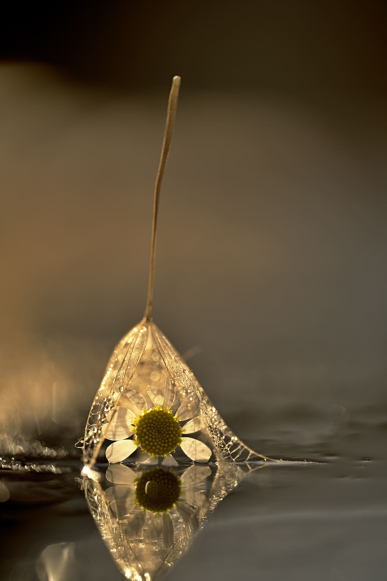 Plant balancing on water taken on a NIKKOR Z MC 105mm f2.8 VR S Lens