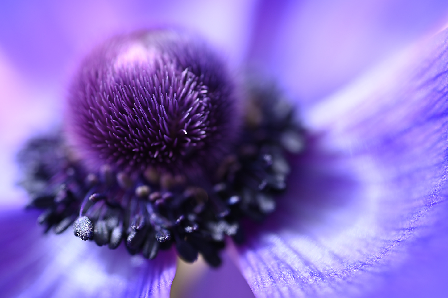 Purple flower taken on Nikon NIKKOR Z MC 50mm f2.8 Lens