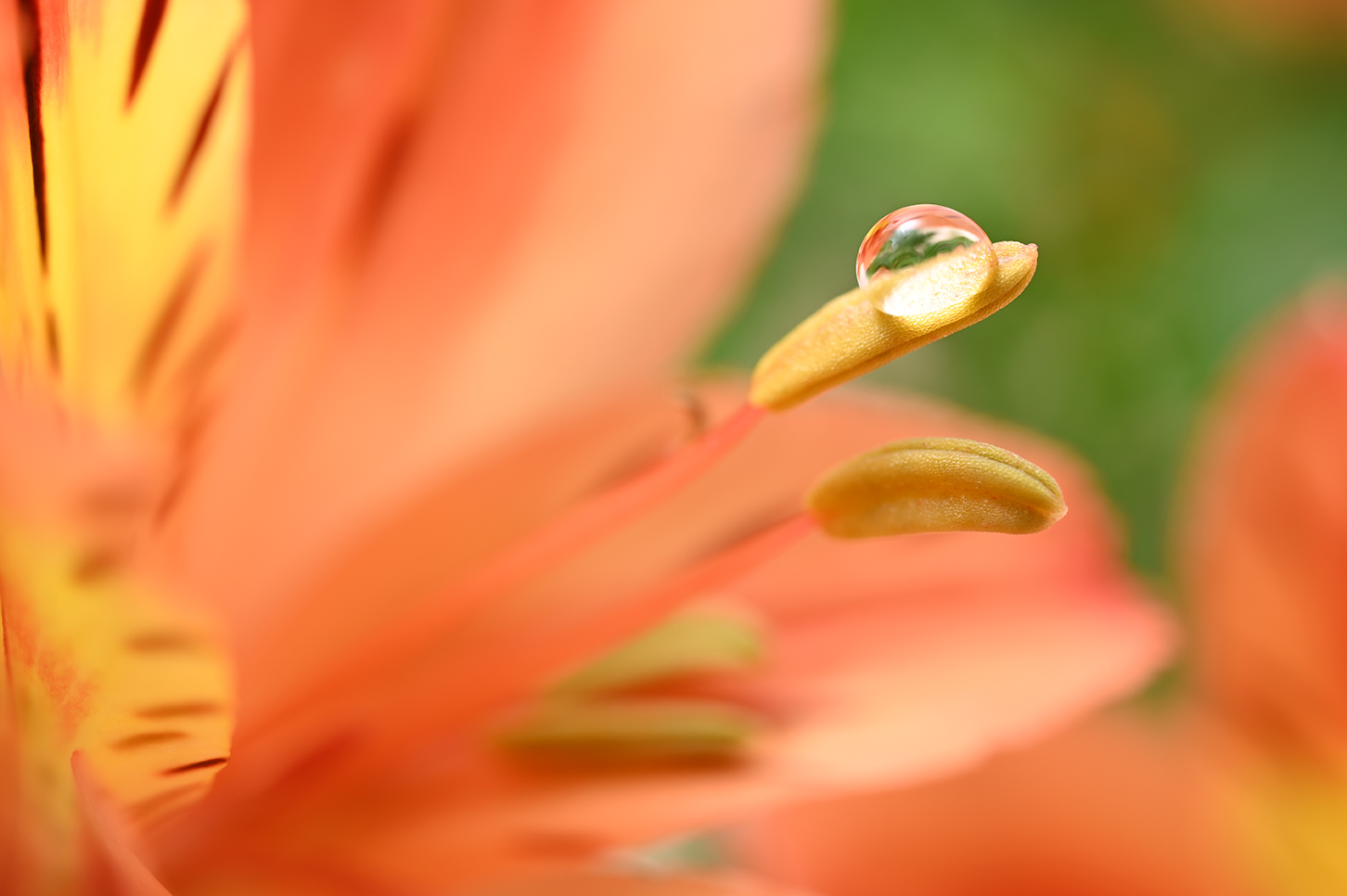 Close up image of flowers taken on a Nikon NIKKOR Z MC 50mm f2.8 Lens