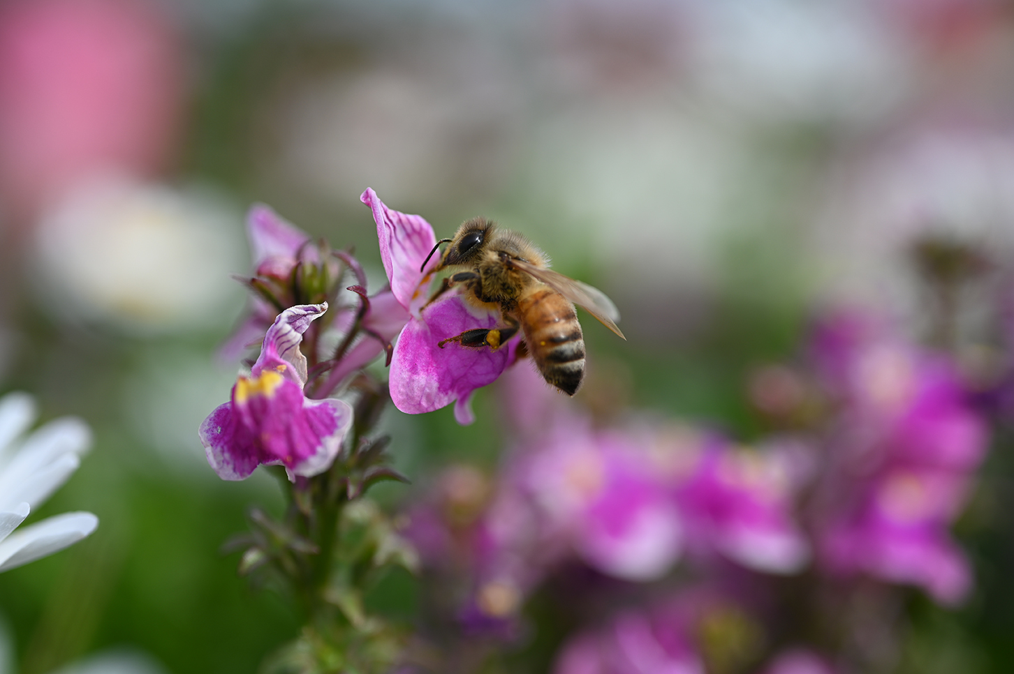 Bee landing on a flower taken on a Nikon NIKKOR Z MC 50mm f2.8 Lens